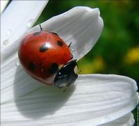 [coccinelle-sur-marguerite-02.jpg]