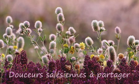 Sans titre 1.jpg