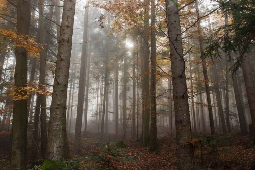 arbre4.jpg