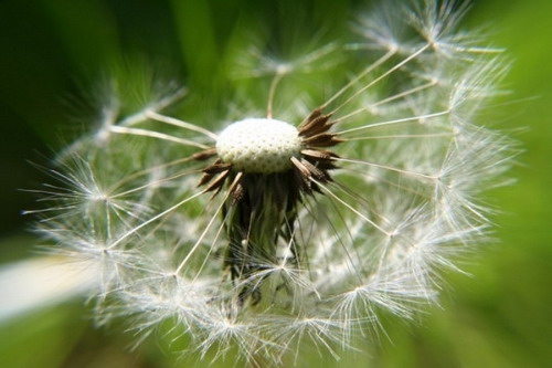 Couper_4