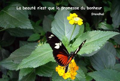 Beaut, sagesse et papillons