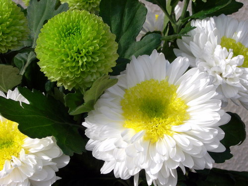 chrysanthème