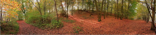 sous_bois_parure_automne_foret_chantilly_pano_a[1]