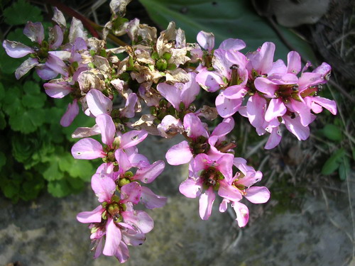 quelques_fleurs_violettes[1]