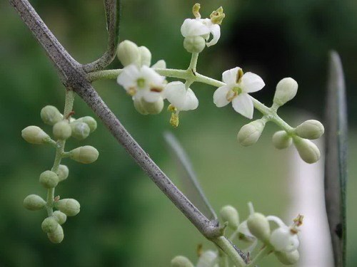 Fleur%20d'olivier[1]