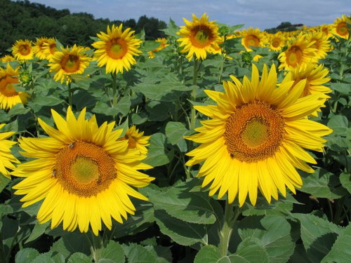 tournesols_dans_champ[1]