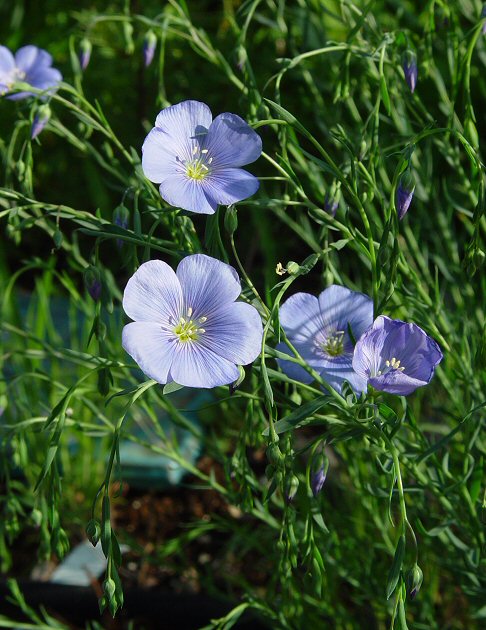 Linum_usitatissimum_plant[1]