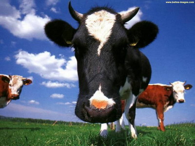 animal_vache_1[1]