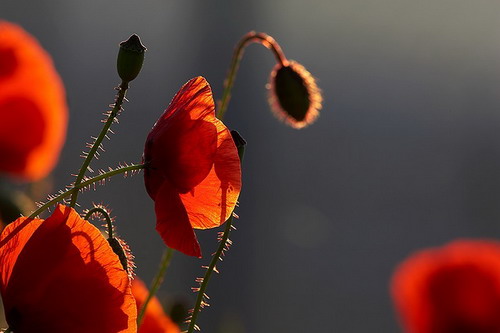 coquelicot2[1]