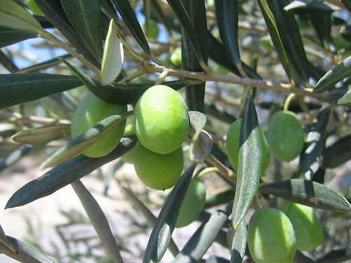 olive-arbre[1]