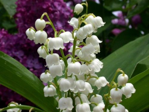 muguet.jpg